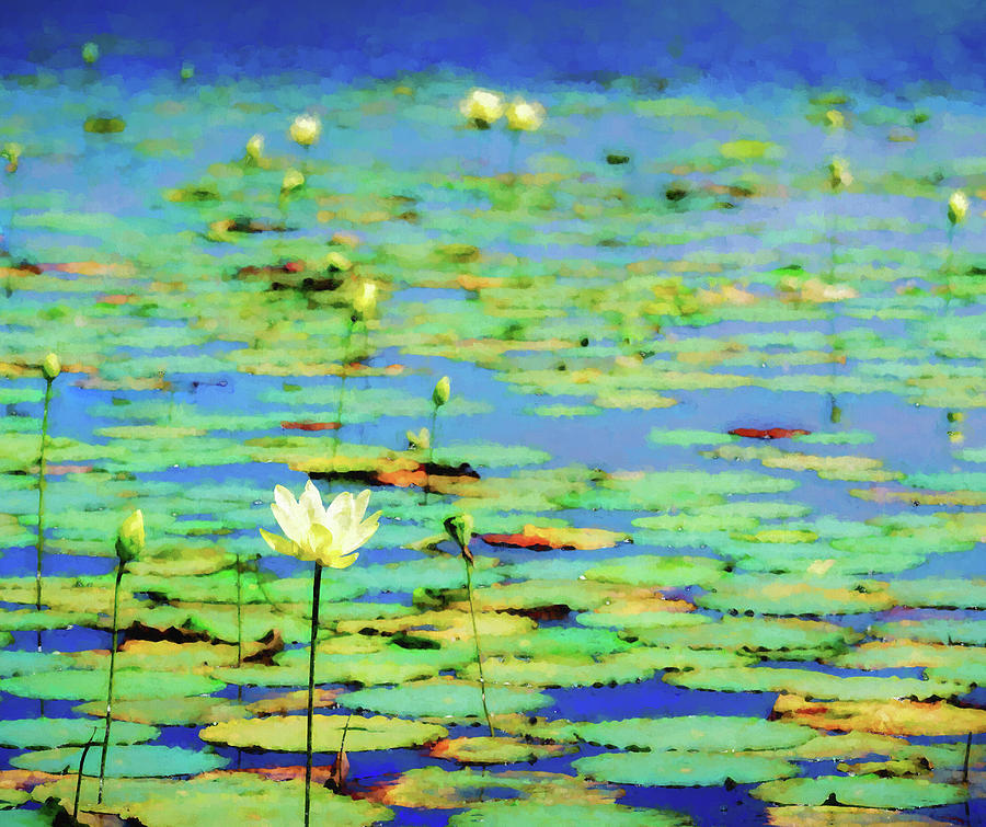 Water Lilies Impression 5x6 Photograph by James Barber