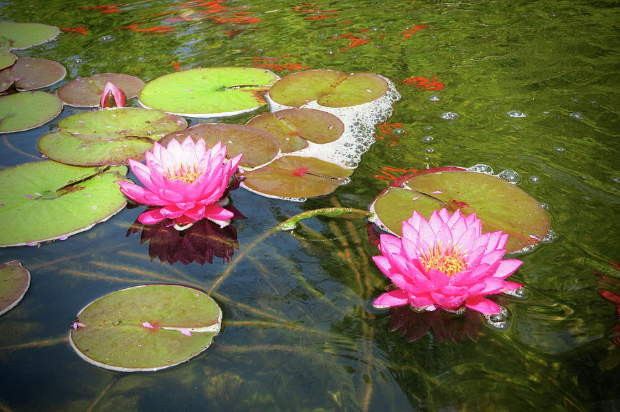 Water Lilies In A Coy Pond Photograph By Phyllis Taylor   Fine Art America