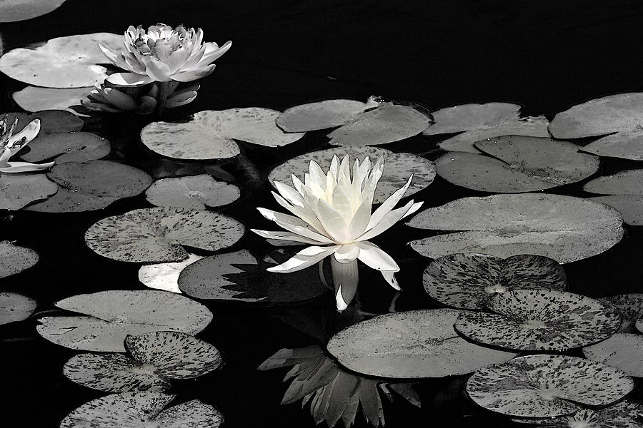 Water Lilies In Black and White Photograph by Phyllis Denton