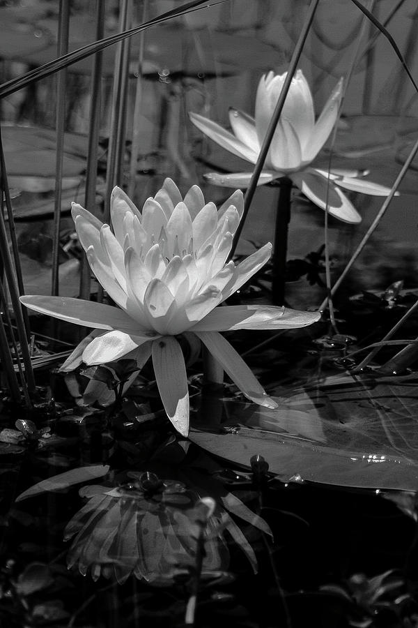 Water Lilies in Black and White Photograph by Robert Wilder Jr