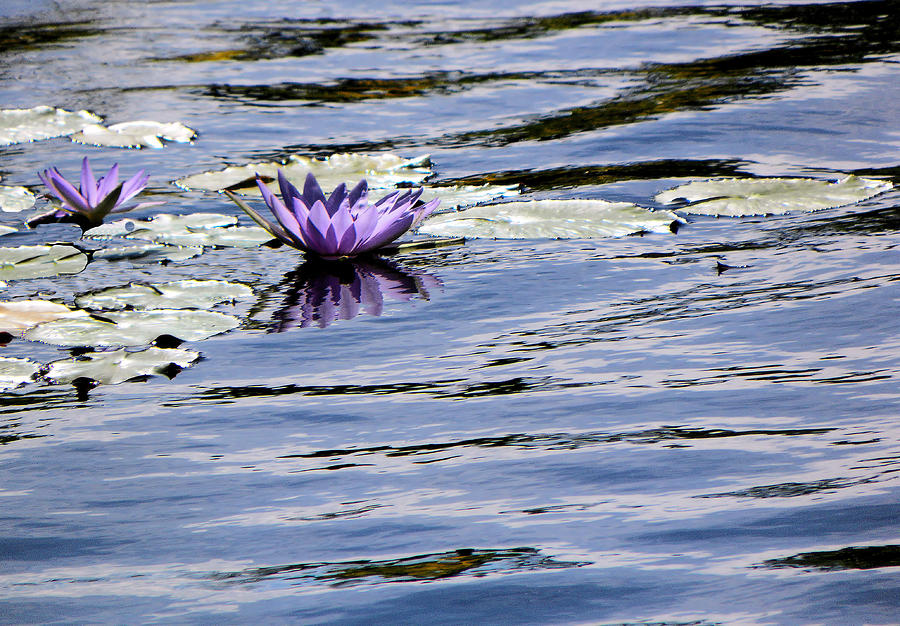Water Lilies in Pastel Waters Photograph by Rosalie Scanlon