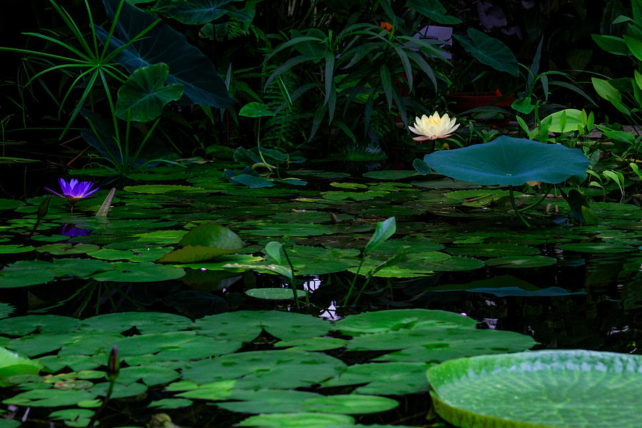 Water Lilies in the Pond Photograph by Bonnie Follett