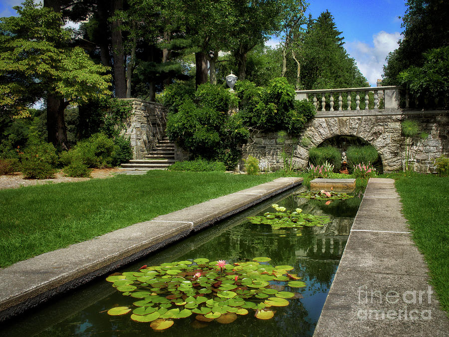 Summer Photograph - Water Lilies In The Pool by Mark Miller