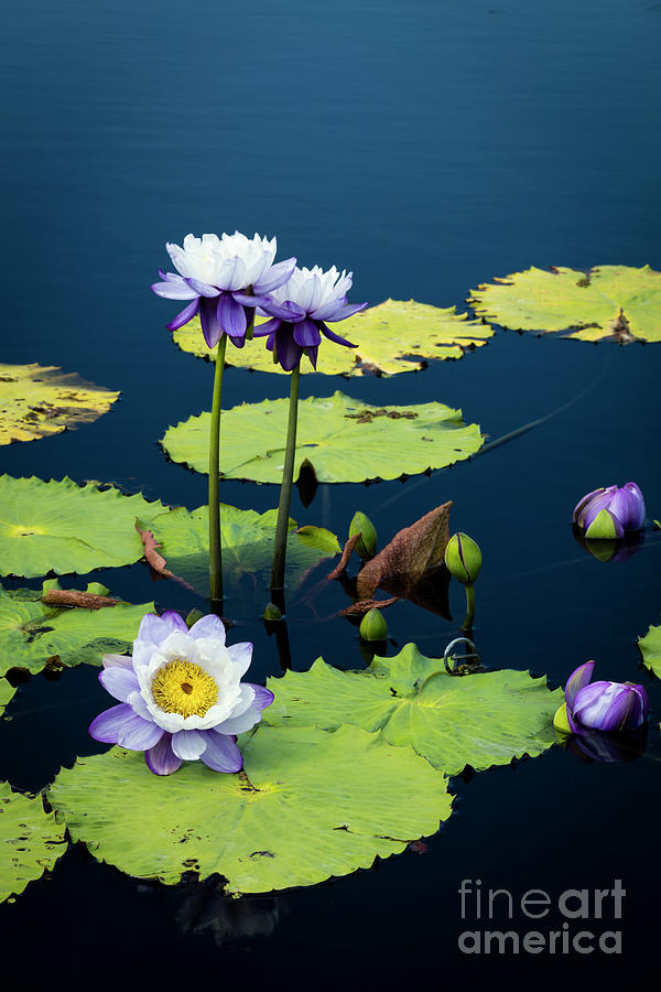 Water Lilies IV Photograph by Brian Jannsen