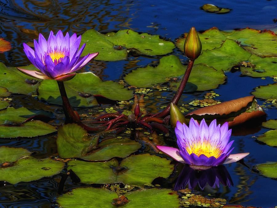 Water Lilies IV Photograph by Kathi Isserman
