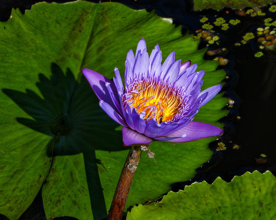 Water Lilies Photograph by Kathi Isserman