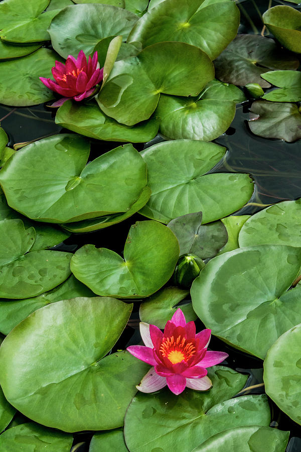 Water Lilies Photograph by Kevin Argue