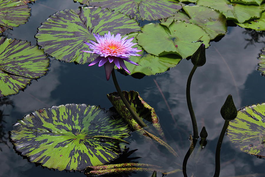 Water Lilies Photograph by Kevin Wheeler
