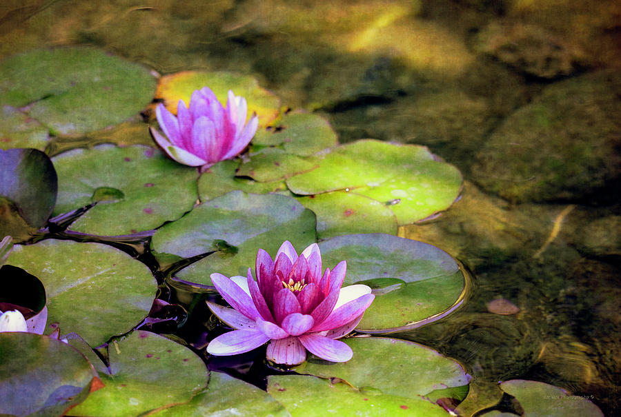 Water Lilies Photograph by Maria Angelica Maira