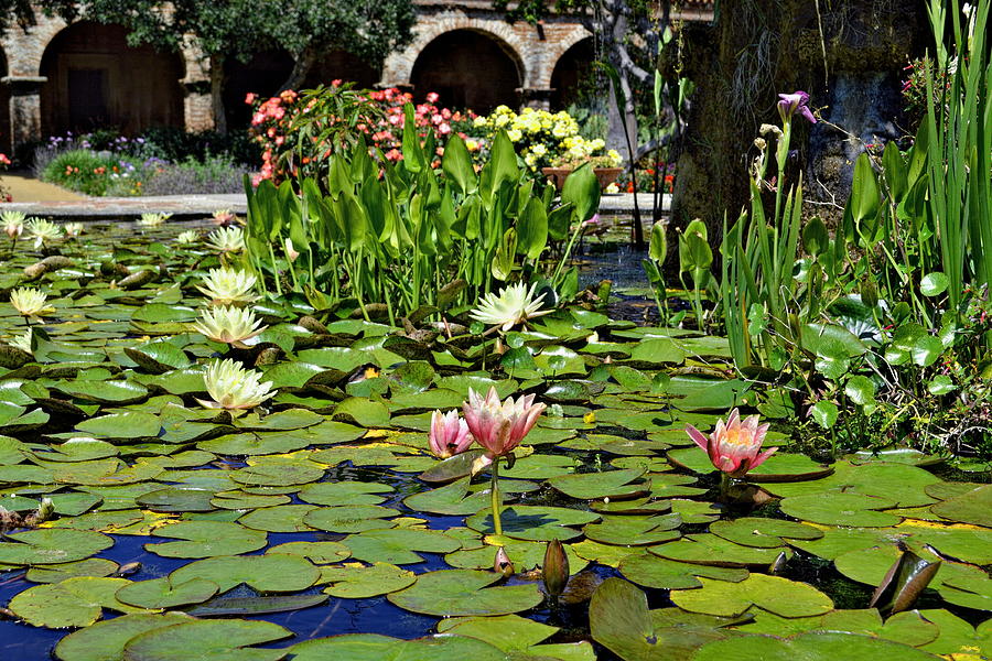 Water Lilies - Mission San Juan Capistrano Photograph by Glenn McCarthy Art and Photography