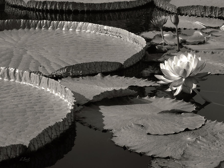 Water Lilies, Monochrome Photograph by Gordon Beck
