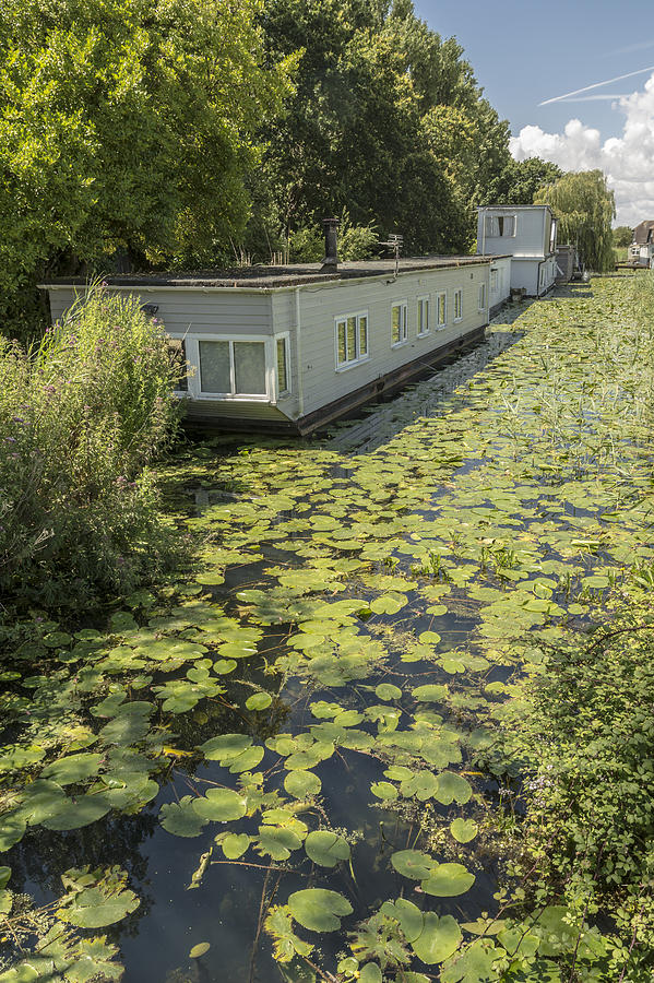 Water lilies on the canal Photograph by Hazy Apple