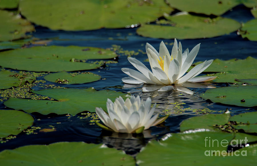 Water Lilies Photograph by Paul Mashburn