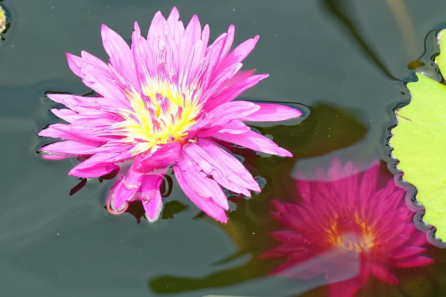 Water lilies Photograph by Peter Ponzio