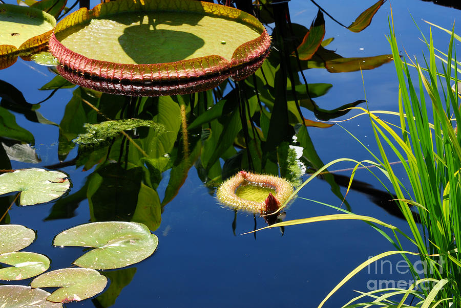 Water Lilies Reflections 5 Photograph by Nancy Mueller