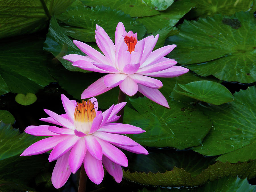 Water Lilies Photograph by Roger Mullenhour