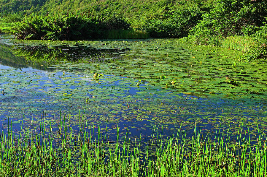 Water Lilies-Roseau Valley- St Lucia Photograph by Chester Williams