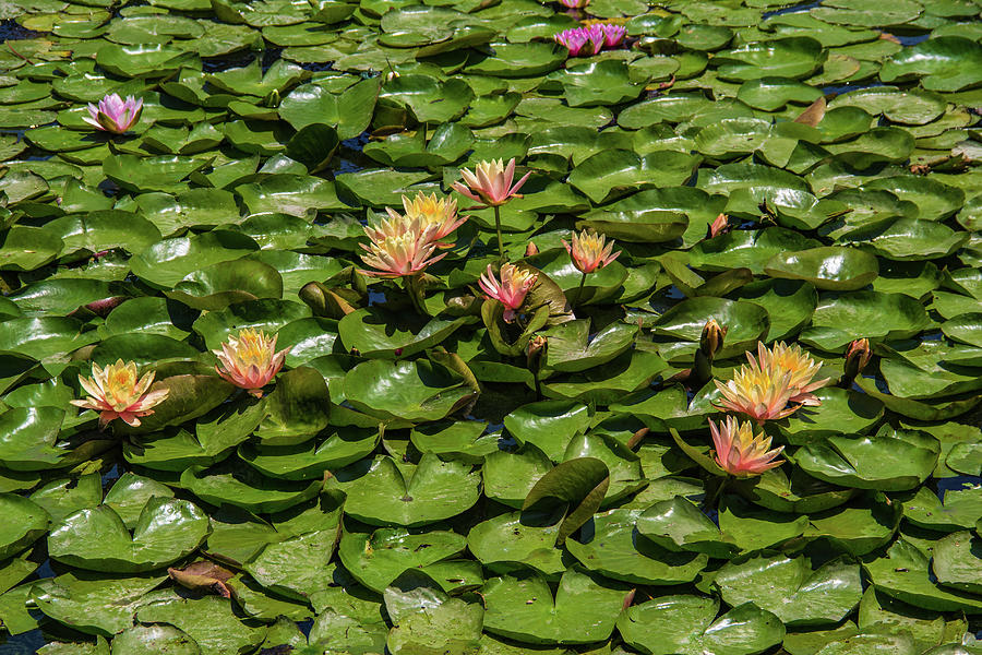 Water Lilies Photograph by Roslyn Wilkins