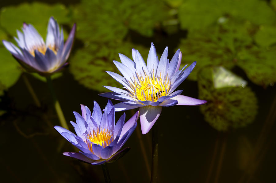 Water Lilies Photograph by Roy Williams - Fine Art America
