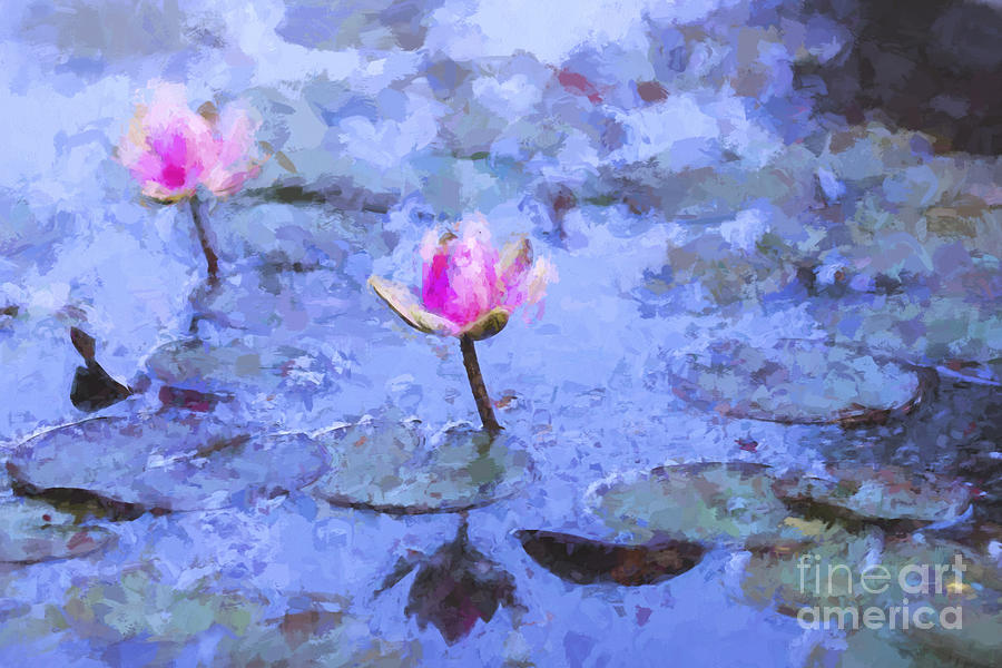 Water lilies Photograph by Sheila Smart Fine Art Photography