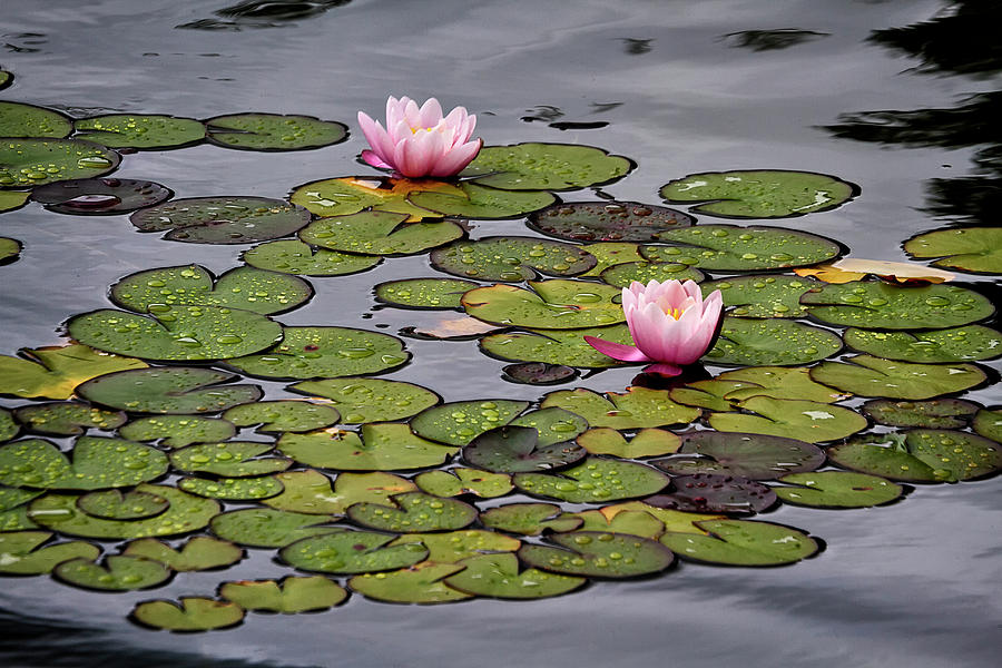 Water lilies Photograph by Shirley Mitchell