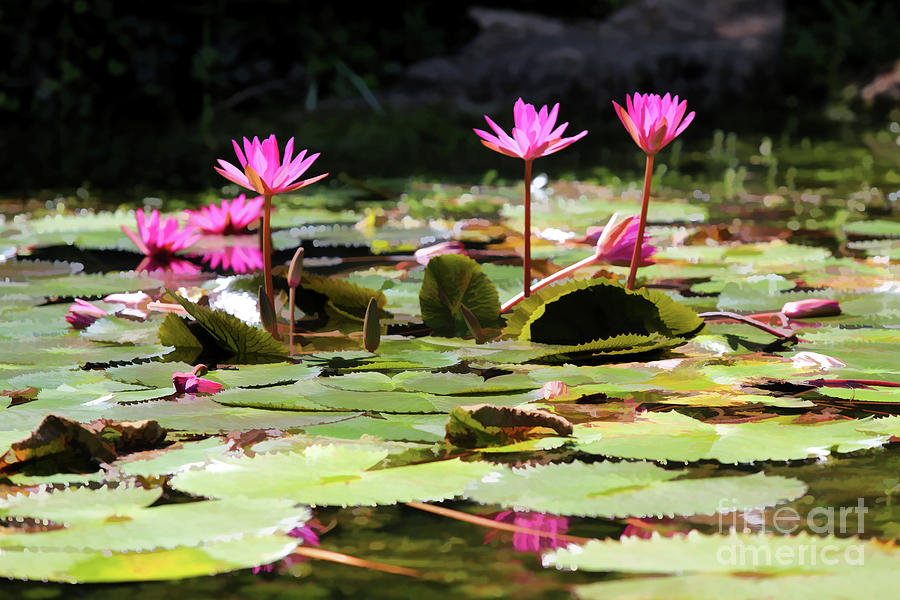 Water Lilies Tam Coc  Photograph by Chuck Kuhn