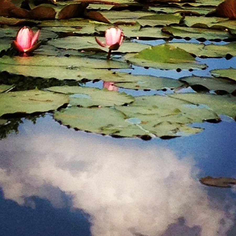 Water Lilies. Theres A Dragonfly On Photograph by Laurie White