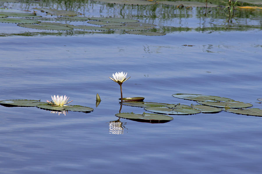 Water Lilies Photograph by Tony Murtagh
