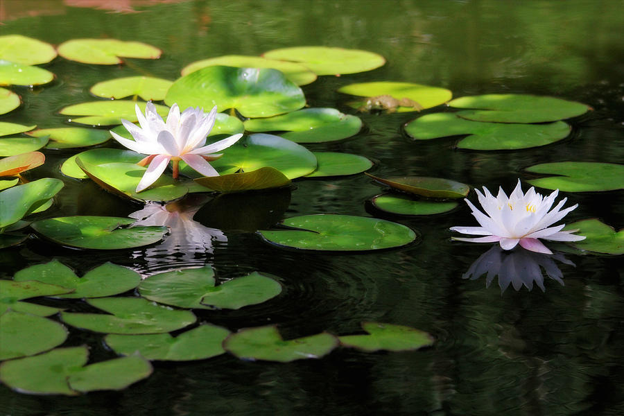 Water Lilies Photograph by Trina  Ansel