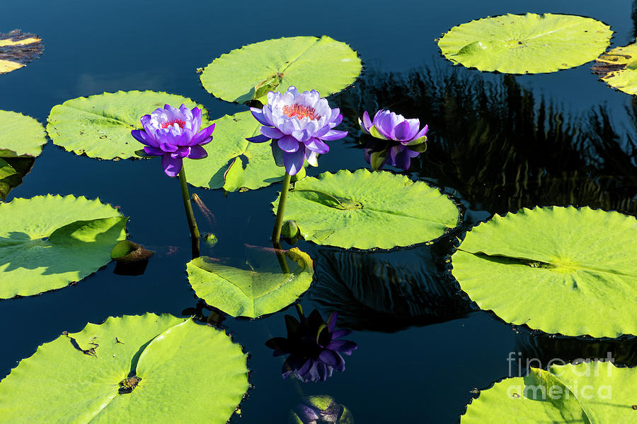 Water Lilies V Photograph by Brian Jannsen