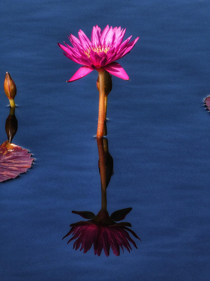 Water Lilies V Photograph by Kathi Isserman