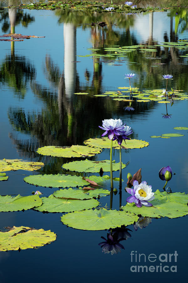 Water Lilies VI Photograph by Brian Jannsen