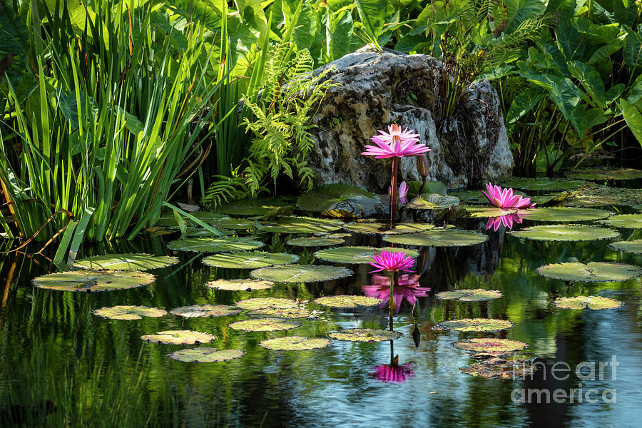 Water Lilies VII Photograph by Brian Jannsen