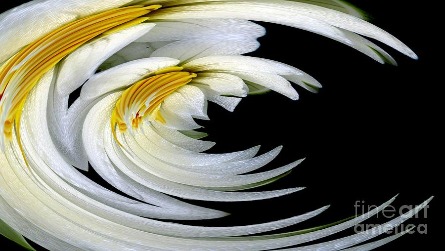 Water Lilies Warp Photograph by Rose Santuci-Sofranko