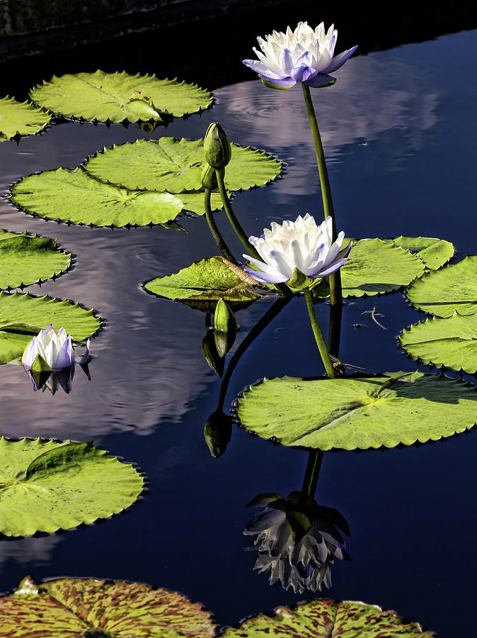 Water Lilies With Reflection Photograph by Judy Vincent