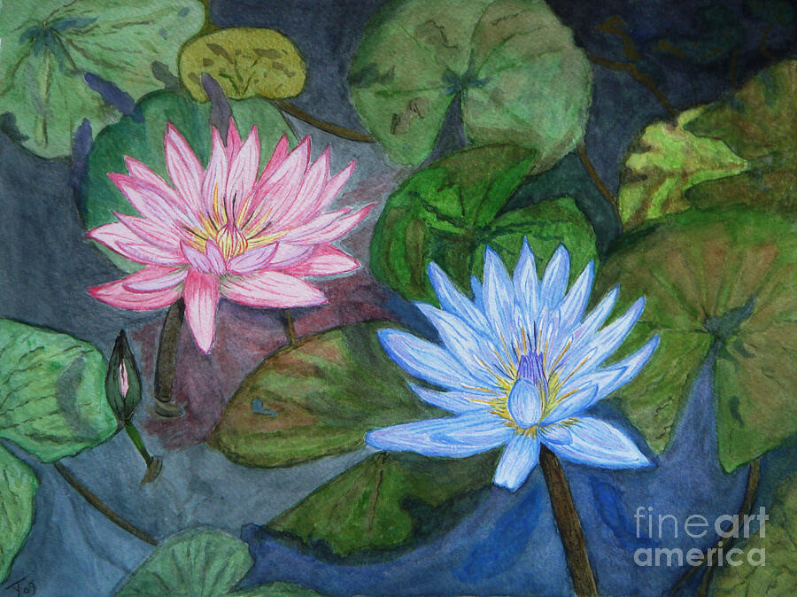 Water Lilies Painting by Yvonne Johnstone