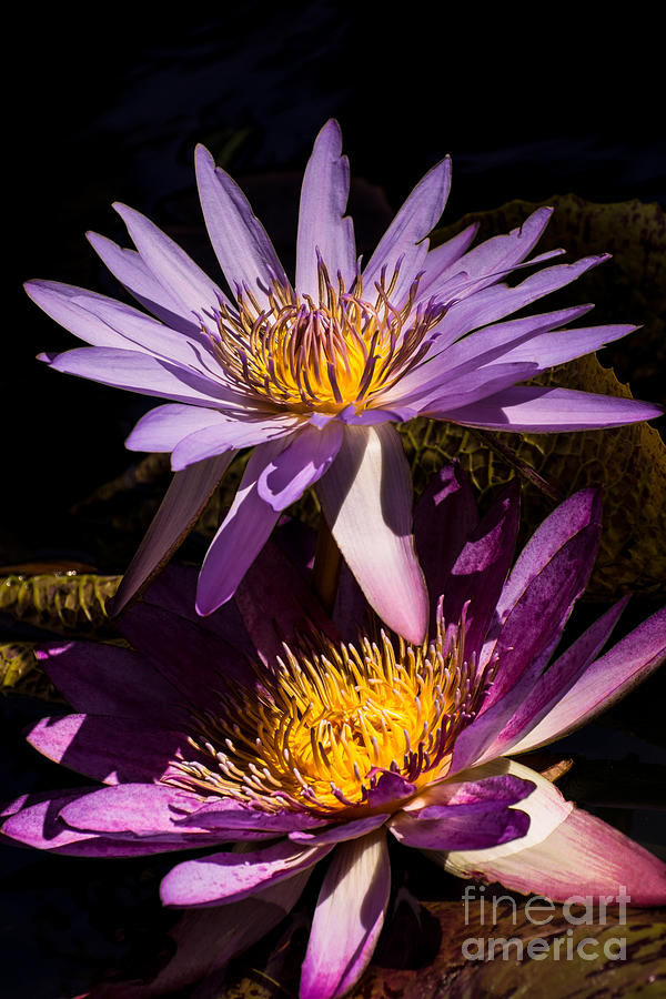 Flower Photograph - Water lilies  by Zina Stromberg