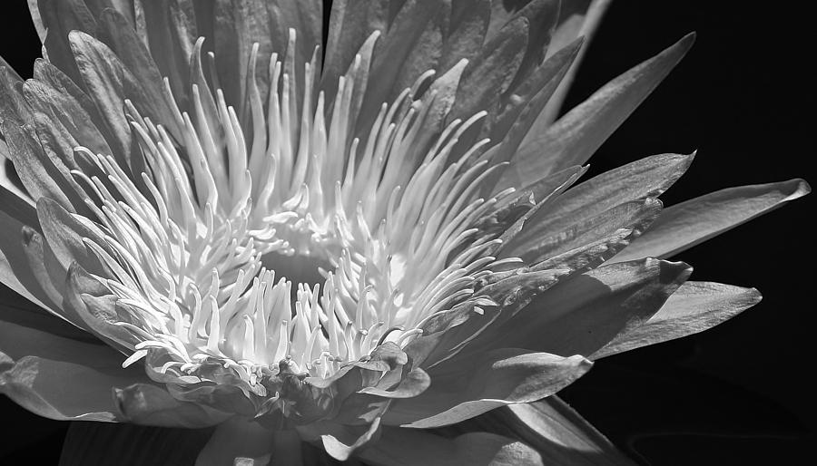 Water Liliy in Black and White Photograph by Bruce Bley