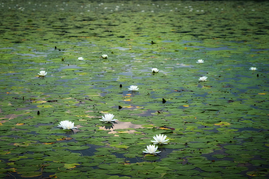Water Lillies 2017 Photograph by Bill Wakeley