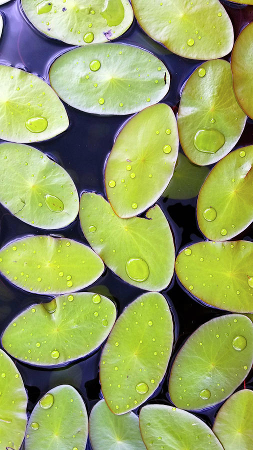 Water Lillies Photograph by Brook Burling