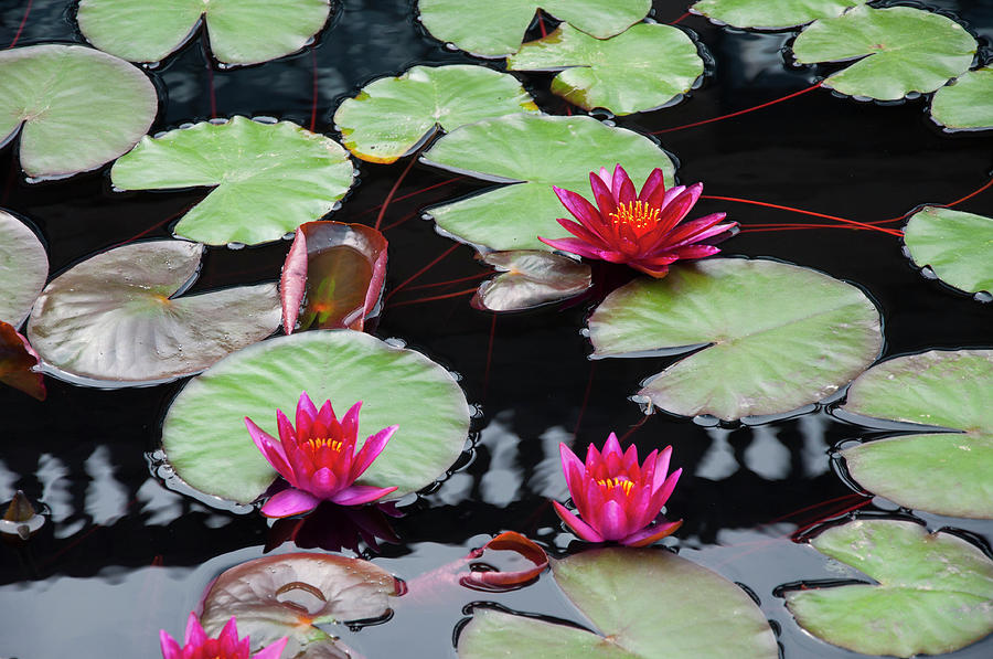 Garden Photograph - Water Lillies in Longwood Gardens Chester County Pa by Bill Cannon