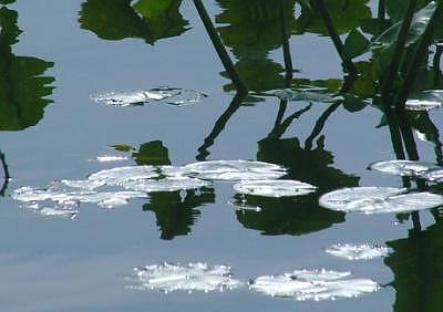 Water Lilies Photograph - Water Lillies In The Sun by Linda Sabaj Water Lilies Photograph - Water Lillies In The Sun by Linda Sabaj
