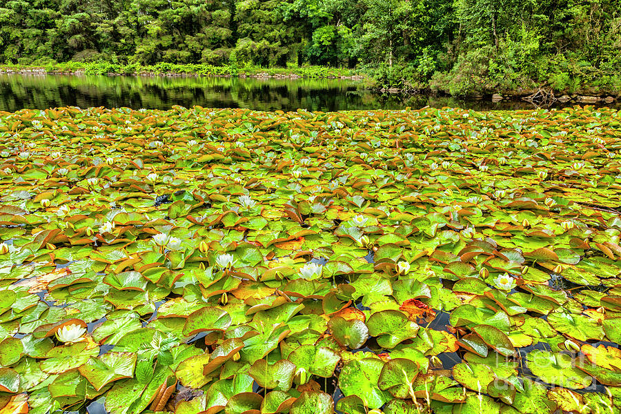 Water Lillies Photograph by Jim Orr