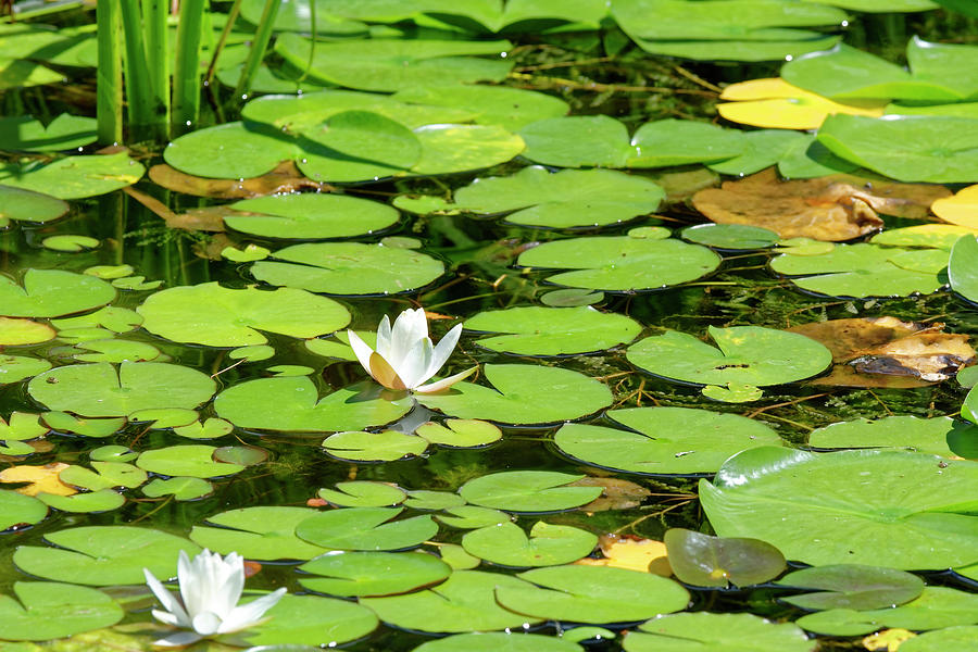 Water lillies Photograph by Peter Ponzio