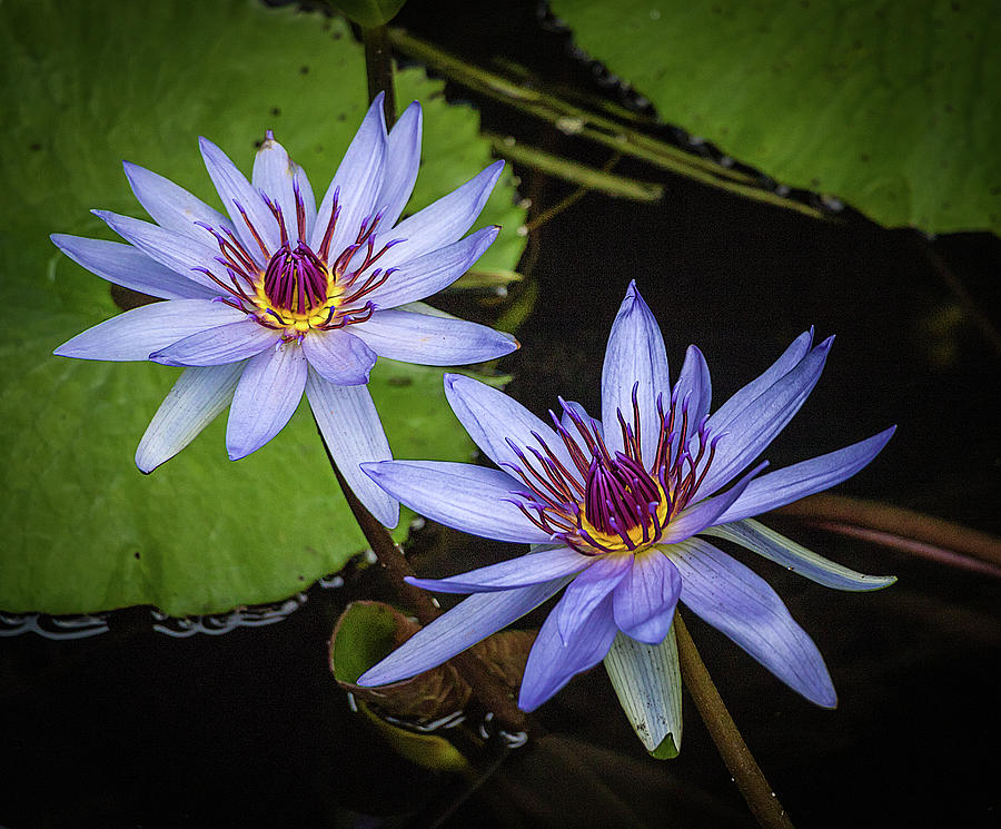 Water Lillies Photograph by Richard Goldman