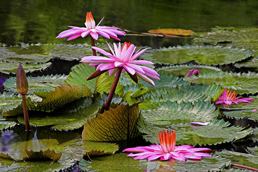 Water Lillies-St Lucia Photograph by Chester Williams