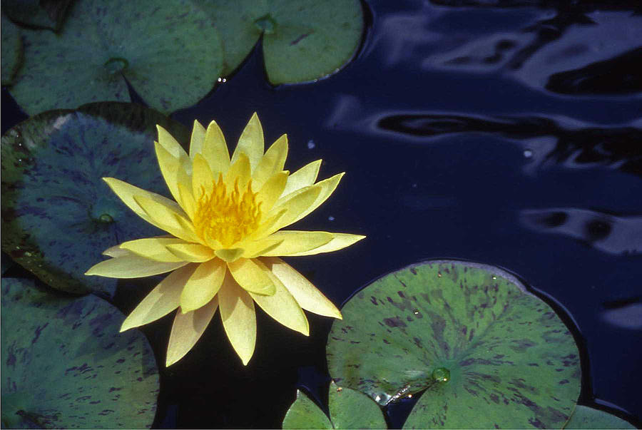 Nashville Photograph - Water Lilly - 1 by Randy Muir