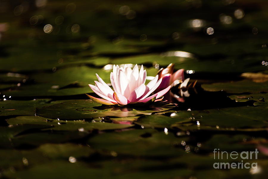 Water Lilly #1 Photograph by Kevin Gladwell