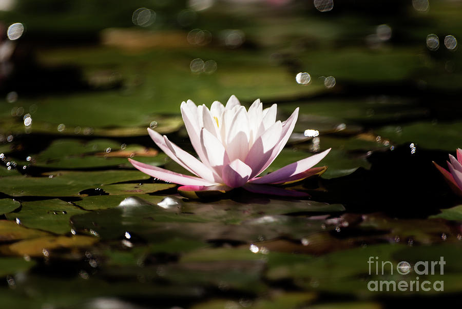 Water Lilly #2 Photograph by Kevin Gladwell