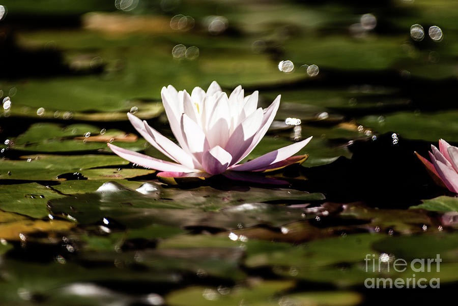 Water Lilly #3 Photograph by Kevin Gladwell